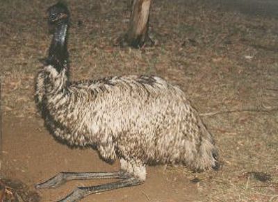 Emu