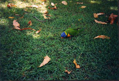 Lorikeet