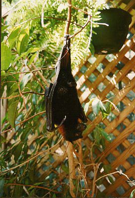 Flying Fox