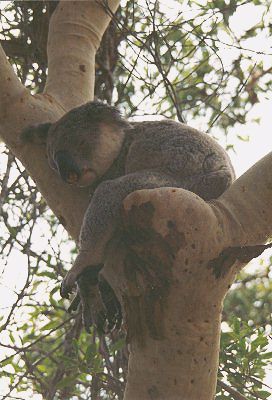 Koala