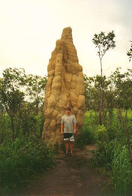 Termites Mound