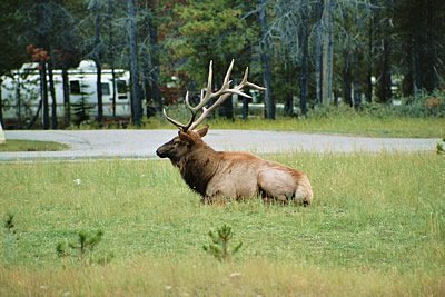 Wapiti