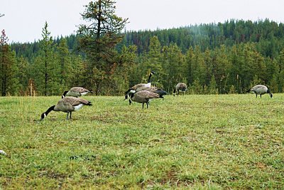 Canadian Geese