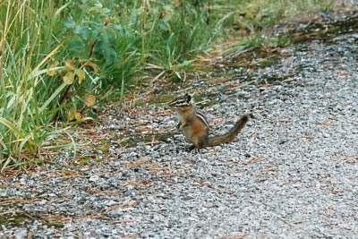 Chipmunk