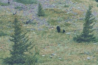 B&auml;renmutter mit Kind