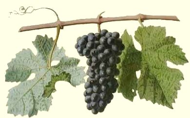Weinstock
