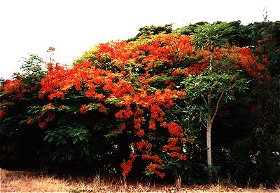 Colorful Nature