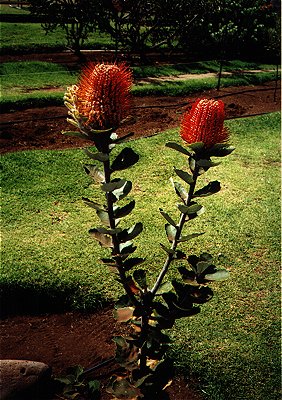 Protea