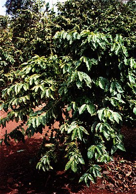 Coffee shrub